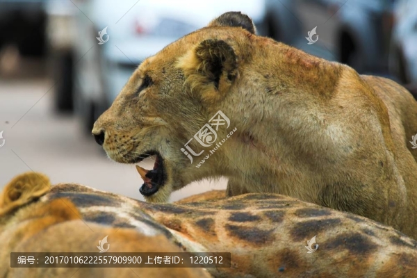 憤怒的獅子