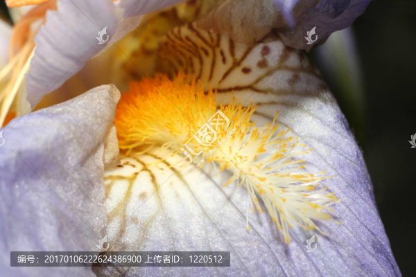 百合花特寫