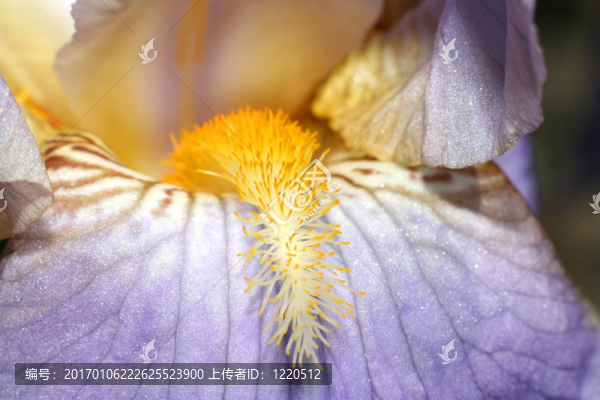 百合花特寫