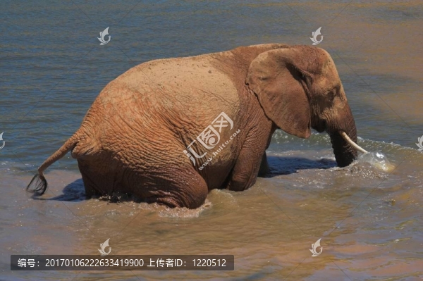 埃莉的氣泡