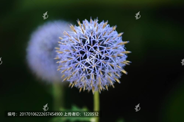 雙面