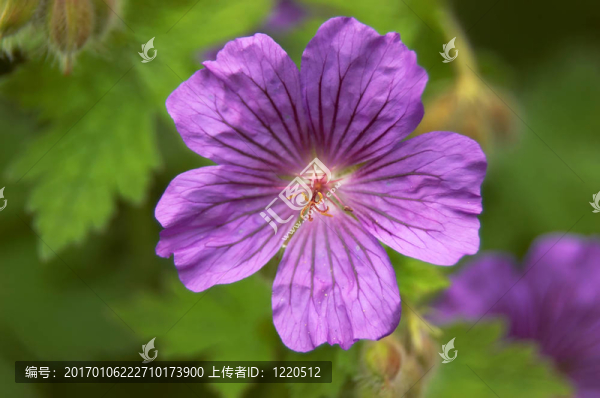天竺葵