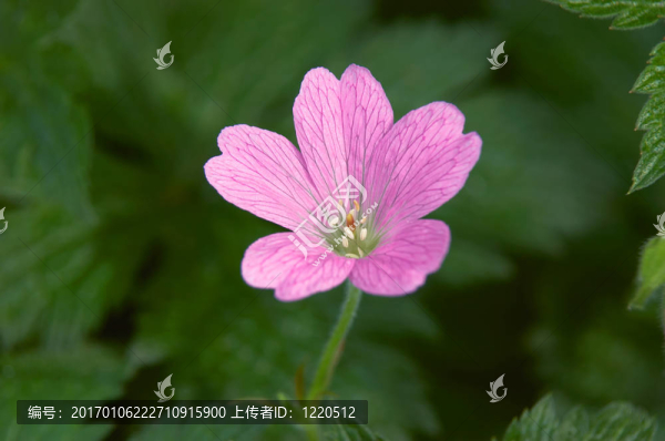 gerainiums