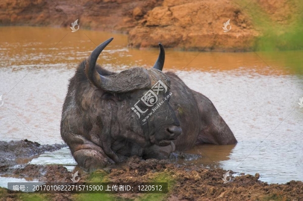 老水牛