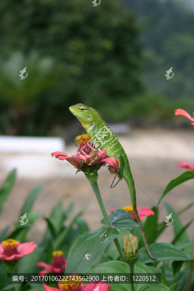 一只美麗的花園蜥蜴