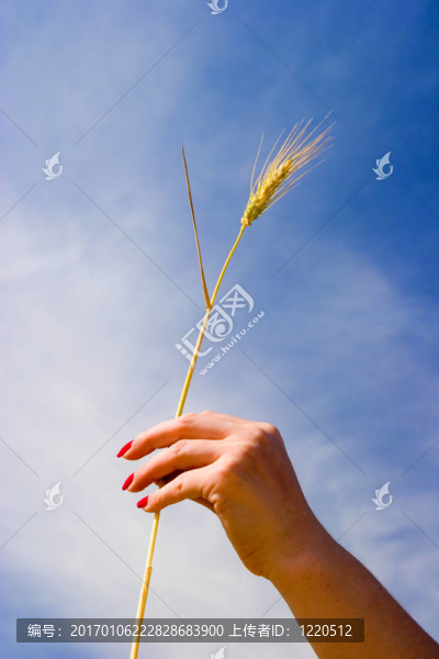 霍爾丁