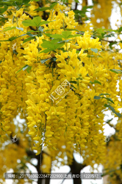 金鏈花