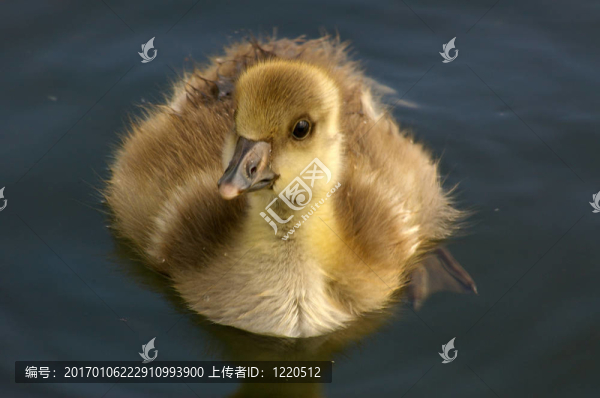 灰雁的少年01