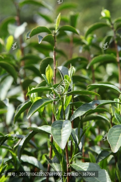 綠茶樹