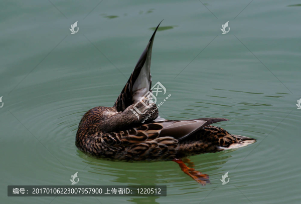 鴨翼