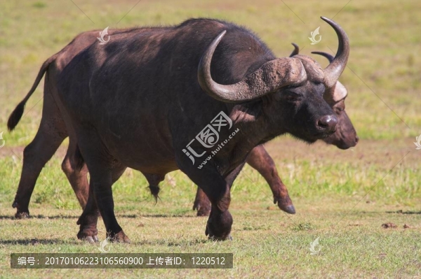 非洲水牛