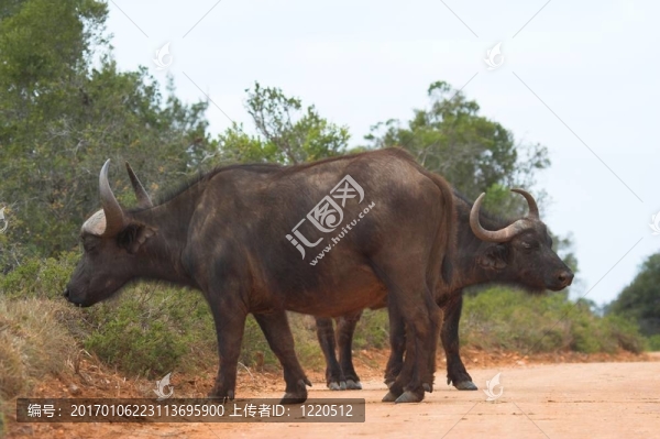 守著水牛-匯圖網(wǎng) www.fosd68.com 守著水牛