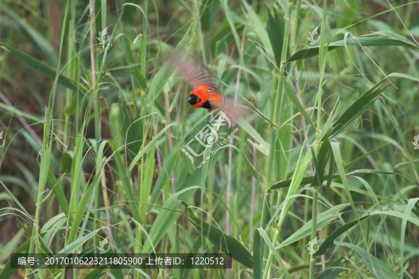 快飛