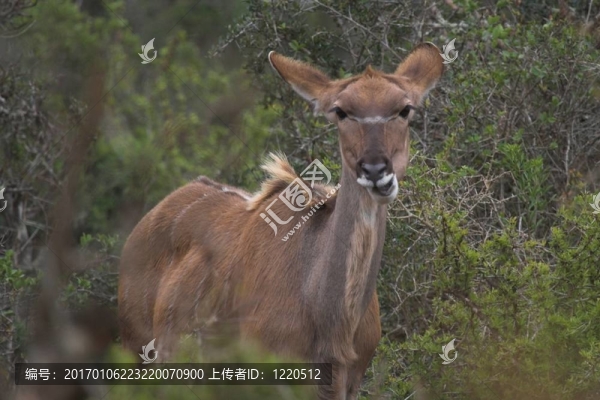 喂養(yǎng)捻