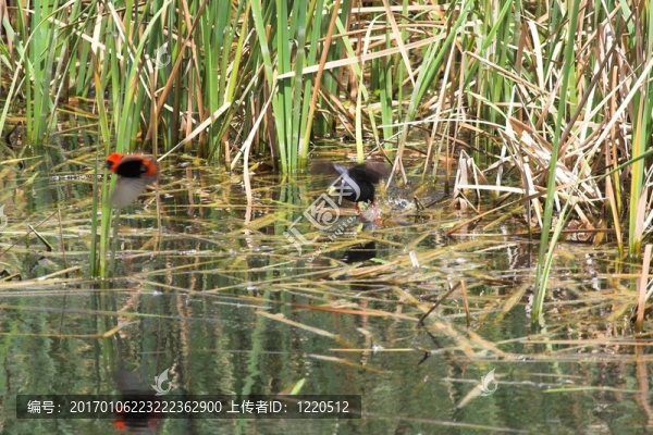 追上-匯圖網(wǎng) www.fosd68.com 追上