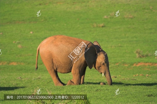 象寶寶
