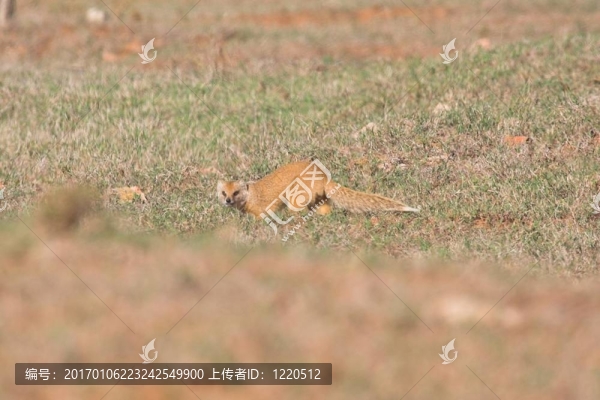 筆尾獴