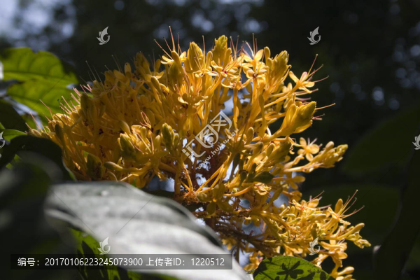 花