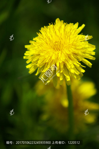 蒲公英開花