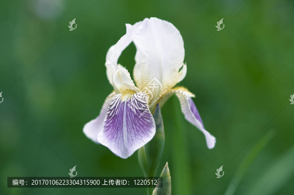 我現(xiàn)在獨(dú)自一人
