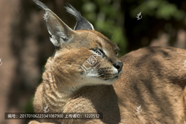 猞猁猞猁