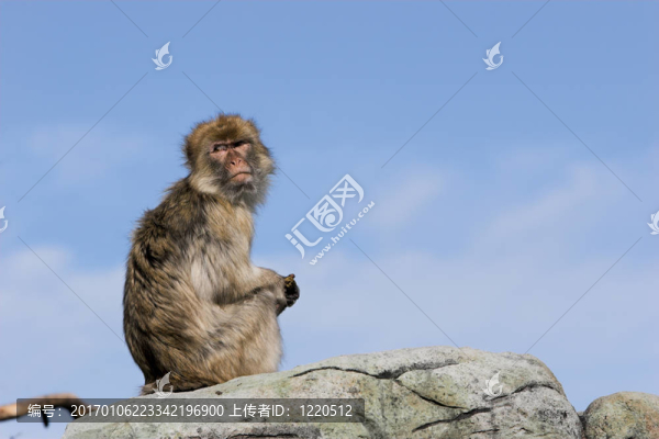 狒狒坐在巖石上