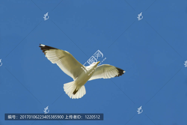 飛翔的鳥