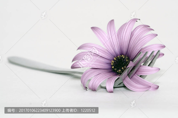 叉和花-匯圖網(wǎng) www.fosd68.com 叉和花