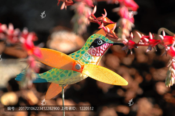 風(fēng)的鳥