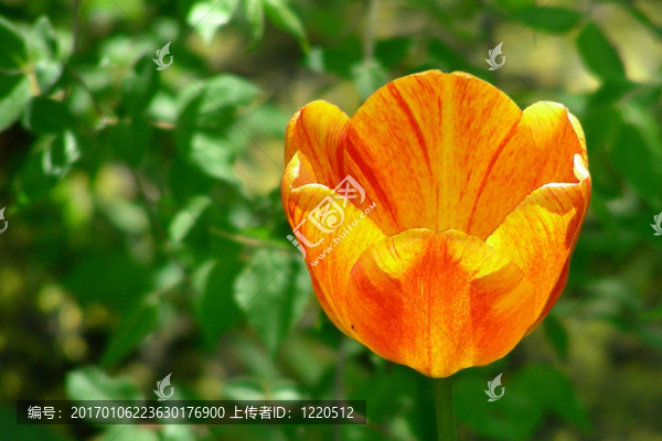 橙色和紅色郁金香