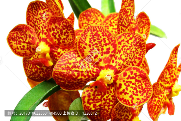 橙色的蘭花