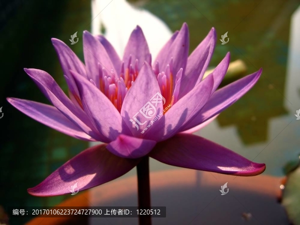 背點燃的水百合