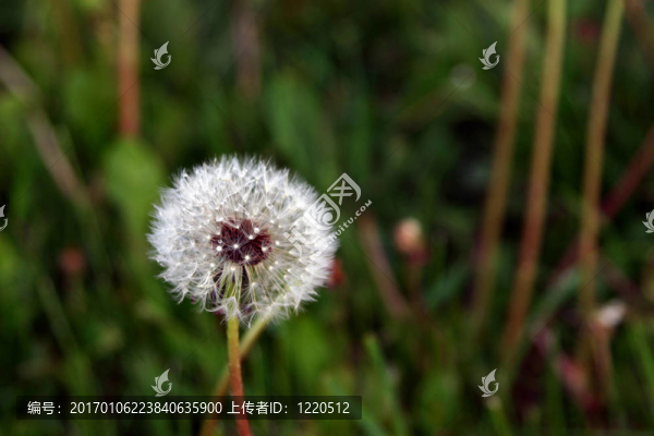 垂死的蒲公英