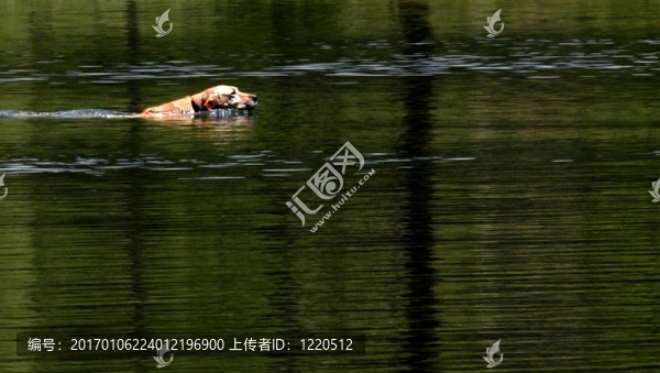 獵犬