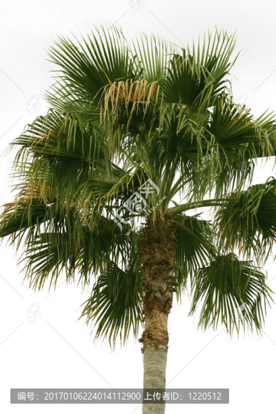 棕櫚樹(shù)