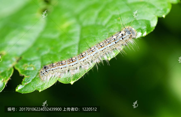 卡特彼勒