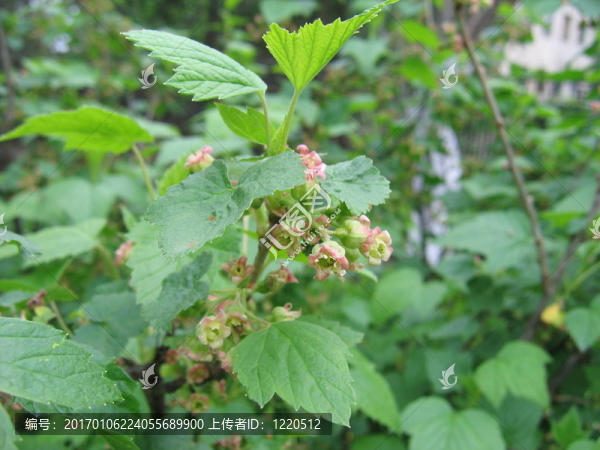 黑加侖花
