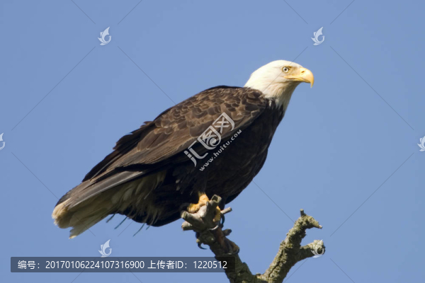 樹上的禿頭鷹