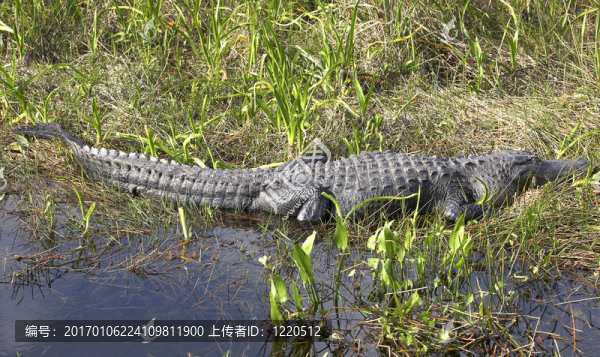 美國(guó)短吻鱷-匯圖網(wǎng) www.fosd68.com 美國(guó)短吻鱷