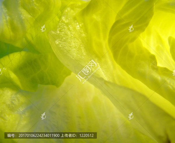 生菜