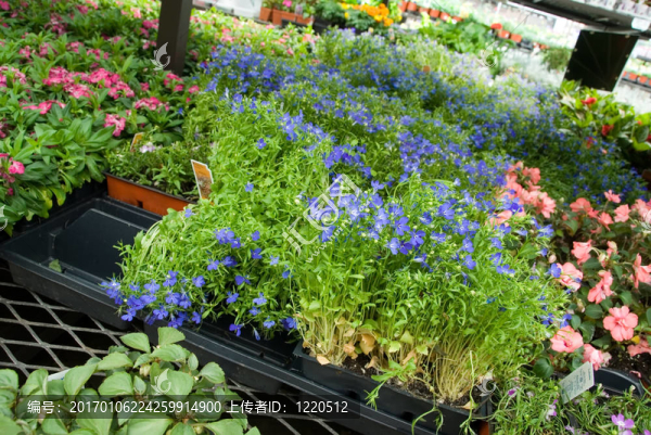 園林花卉市場(chǎng)-匯圖網(wǎng) www.fosd68.com 園林花卉市場(chǎng)