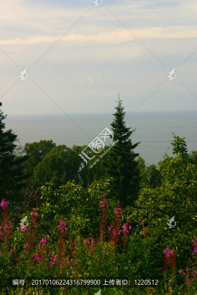 iliama和雜草