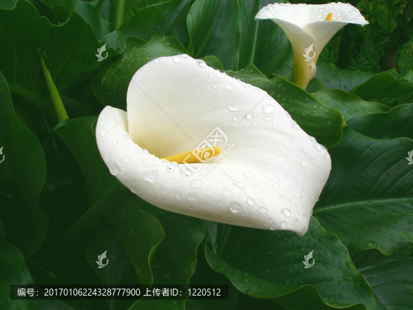 白色馬蹄蓮的花
