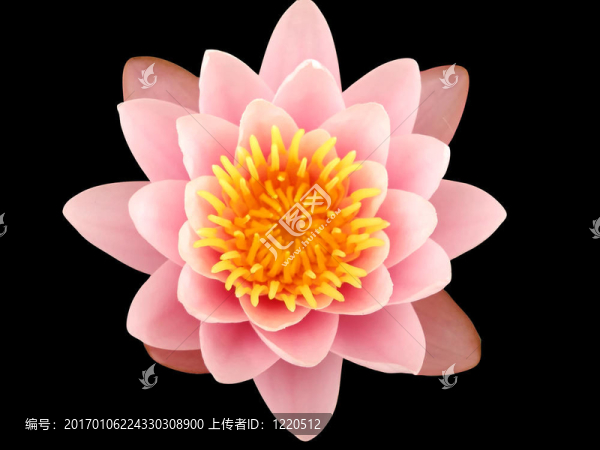 粉紅色的荷花