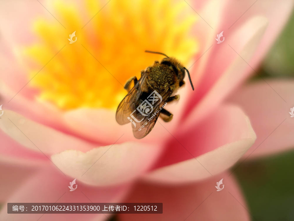 粉紅色的蓮花上的蜜蜂-匯圖網(wǎng) www.fosd68.com 粉紅色的蓮花上的蜜蜂