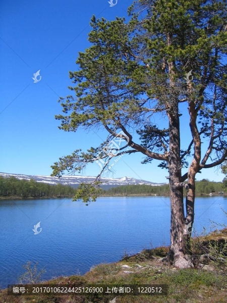 松樹(shù)湖-匯圖網(wǎng) www.fosd68.com 松樹(shù)湖
