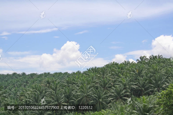 棕櫚油種植園
