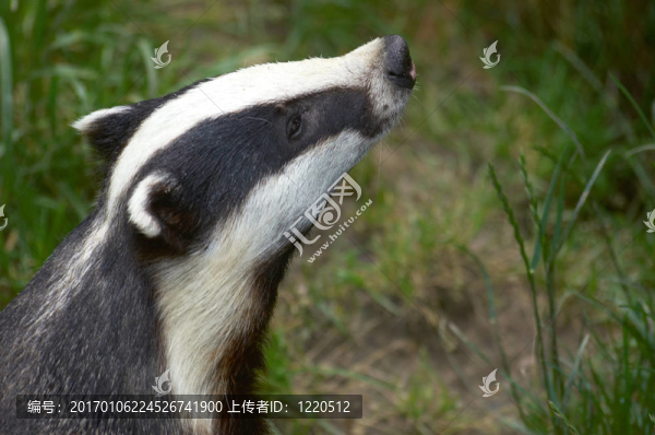獾