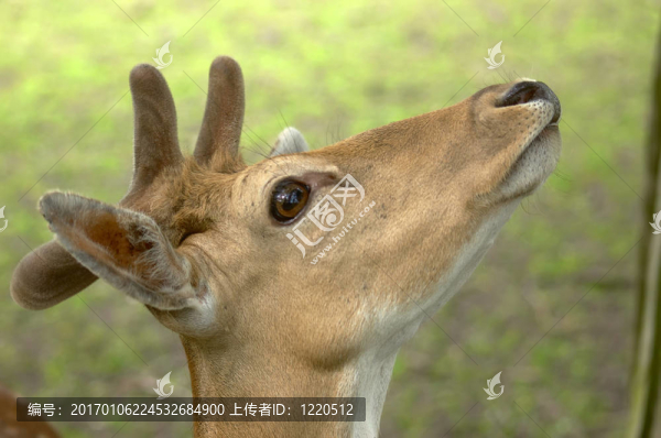 羅親愛的