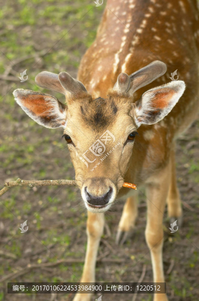 羅親愛的-匯圖網(wǎng) www.fosd68.com 羅親愛的